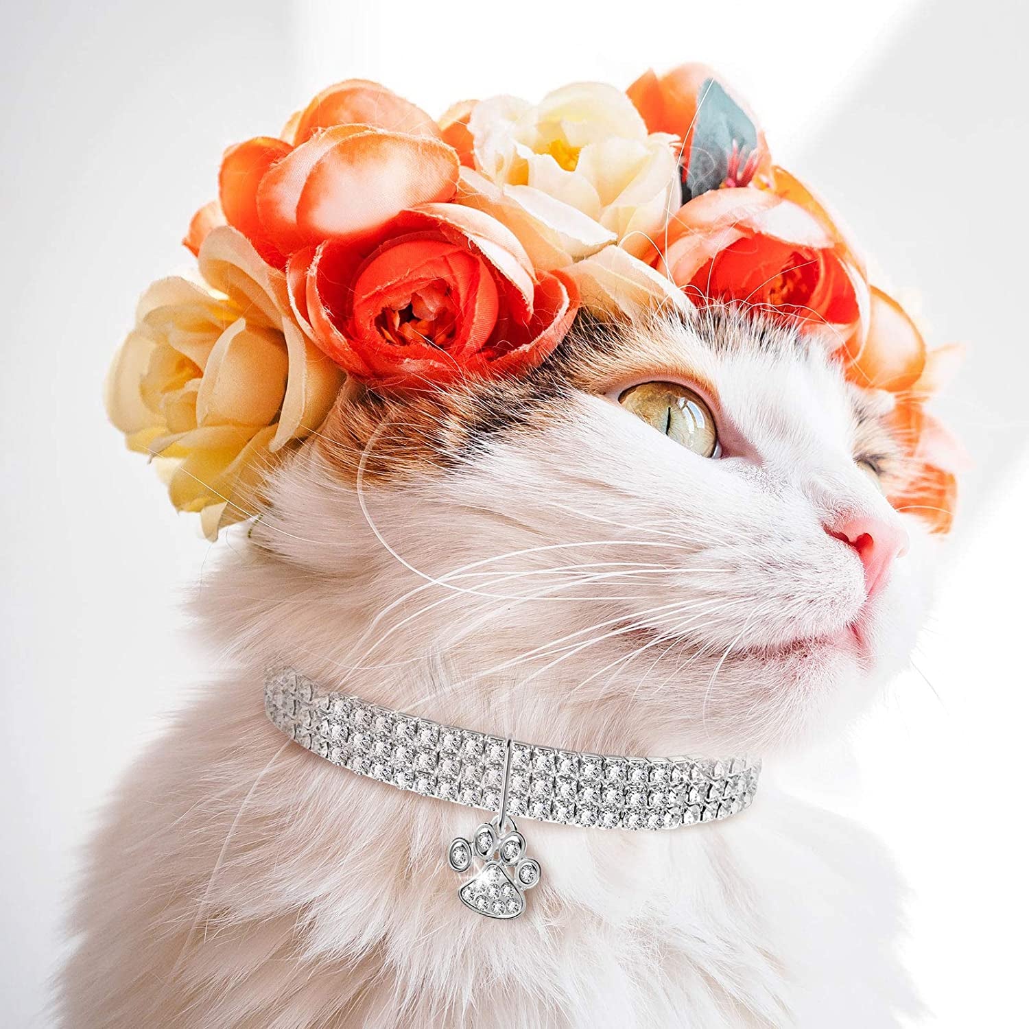 Rhinestone pet collar on a cat with heart-and-paw style pendant, silver-tone