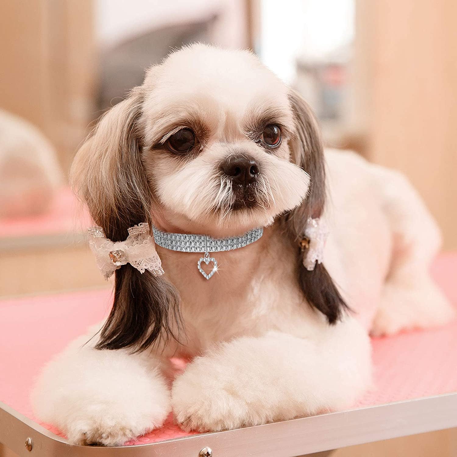 Rhinestone pet collar on a small dog with heart pendant charm, silver-tone